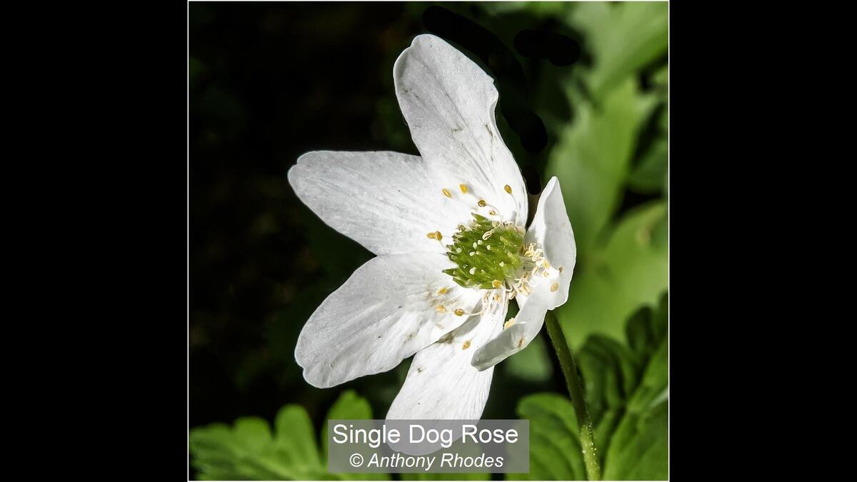 00_Single Dog Rose_Anthony Rhodes